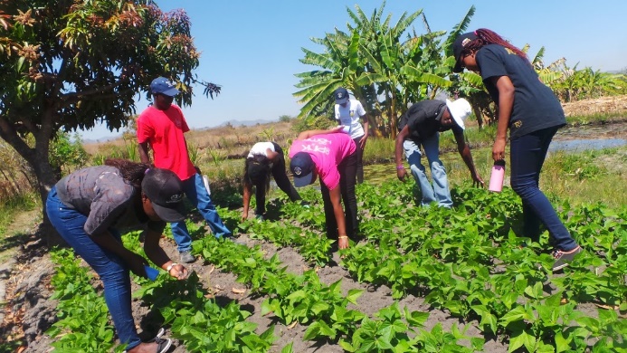 Youth exposed to cash crops