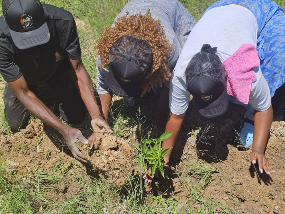 Tree Planting Initiative